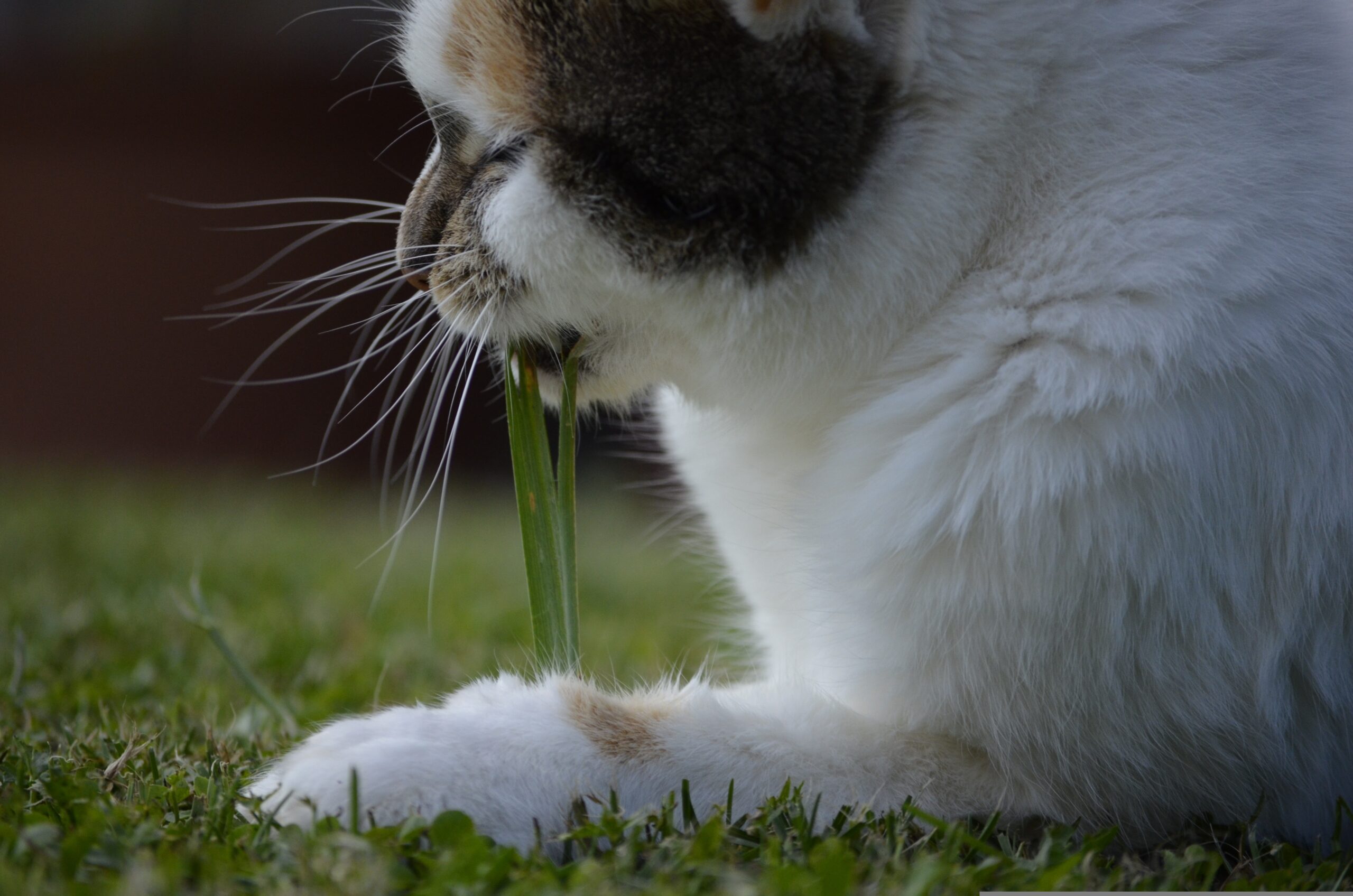 Psy Cat Comportementaliste Félin Nice Monaco Alpes Maritimes Var herbe à chat