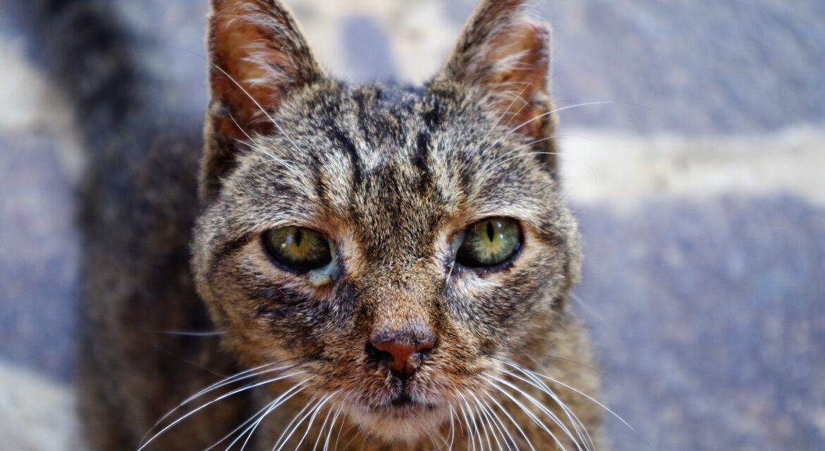 Psy Cat Comportementaliste Félin Nice Monaco Alpes Maritimes Chat errant 5