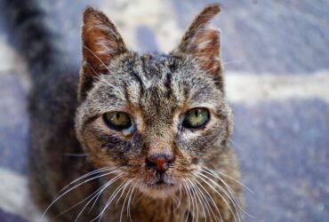 Psy Cat Comportementaliste Félin Nice Monaco Alpes Maritimes Chat errant 5