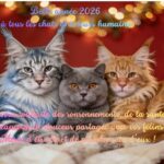 Vœux 2026 Psy Cat Comportementaliste Félin à Nice