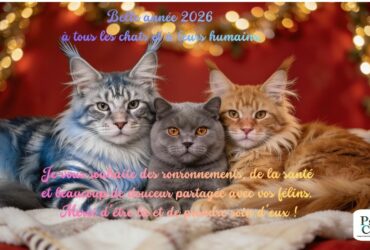 Vœux 2026 Psy Cat Comportementaliste Félin à Nice
