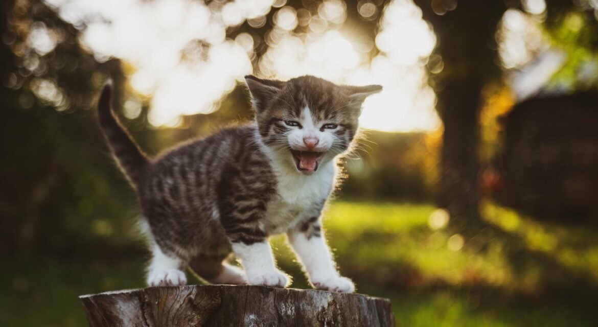 Psy Cat Comportementaliste Félin Nice Monaco Alpes Maritimes 06 Var 83 Chats errants 1