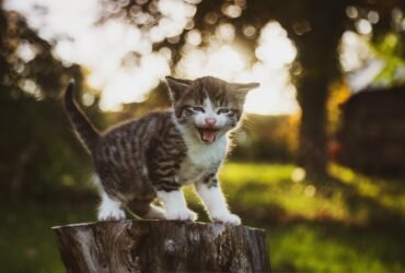 Psy Cat Comportementaliste Félin Nice Monaco Alpes Maritimes 06 Var 83 Chats errants 1