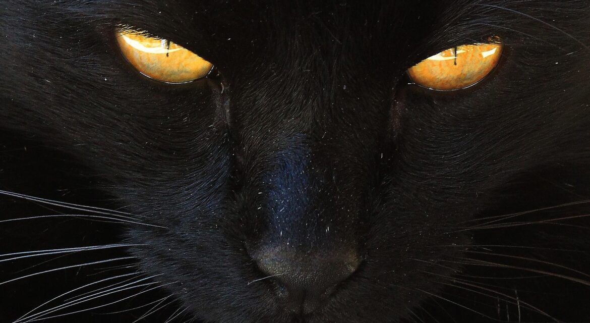 Psy Cat Comportementaliste félin Nice Monaco Alpes Maritimes Chat noir