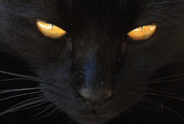 Psy Cat Comportementaliste félin Nice Monaco Alpes Maritimes Chat noir