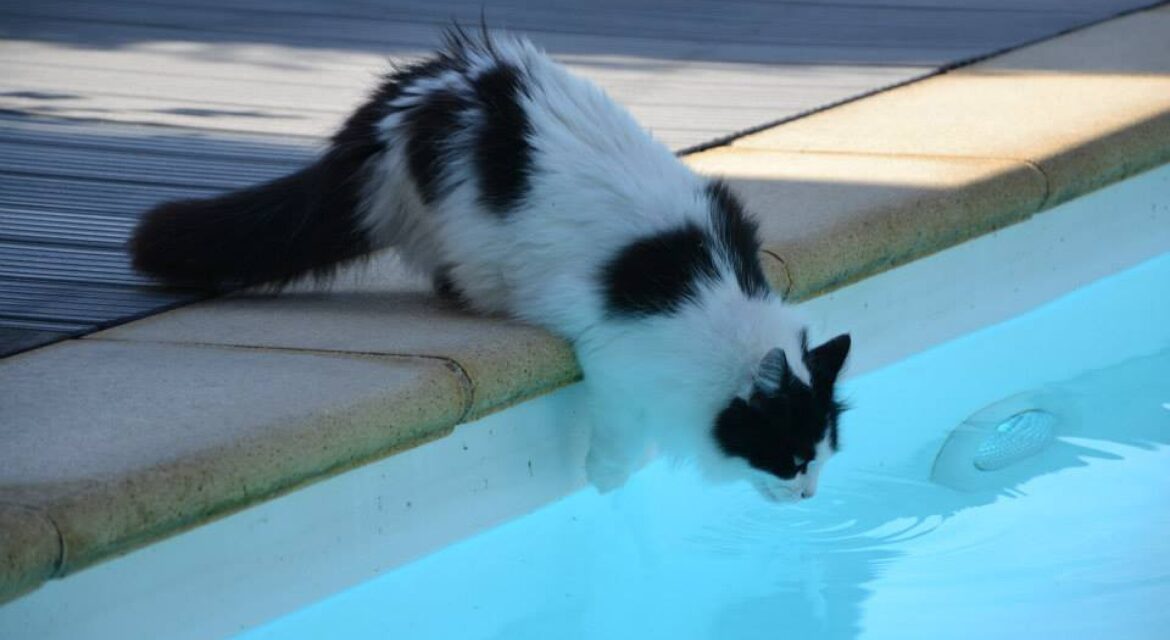 Psy Cat Comportementaliste Félin Piscine Bâche Nice Monaco Alpes Maritimes