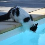 Psy Cat Comportementaliste Félin Piscine Bâche Nice Monaco Alpes Maritimes