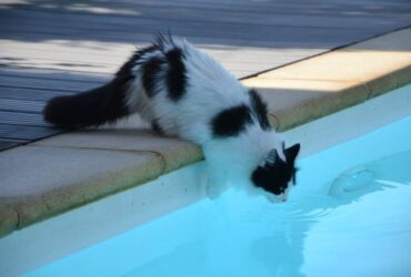 Psy Cat Comportementaliste Félin Piscine Bâche Nice Monaco Alpes Maritimes