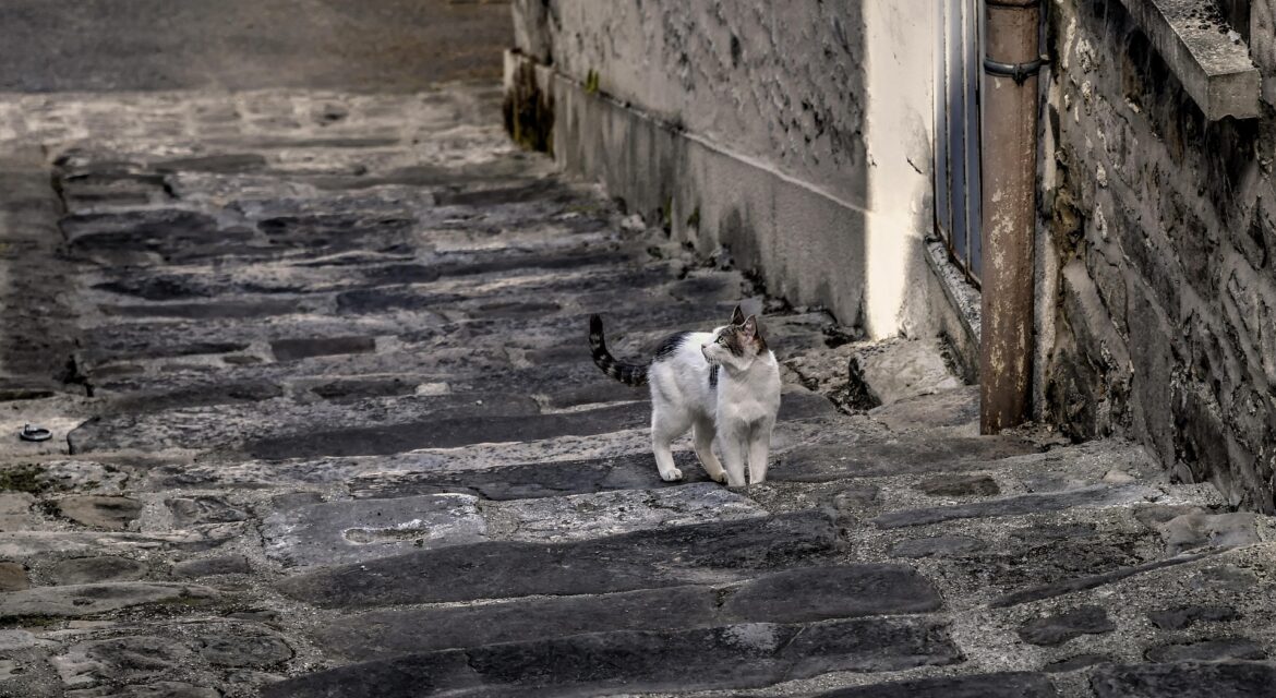 Psy Cat Comportementaliste Félin Nice Monaco Alpes Maritimes feral cat