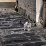 Psy Cat Comportementaliste Félin Nice Monaco Alpes Maritimes feral cat