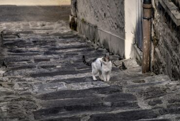 Psy Cat Comportementaliste Félin Nice Monaco Alpes Maritimes feral cat