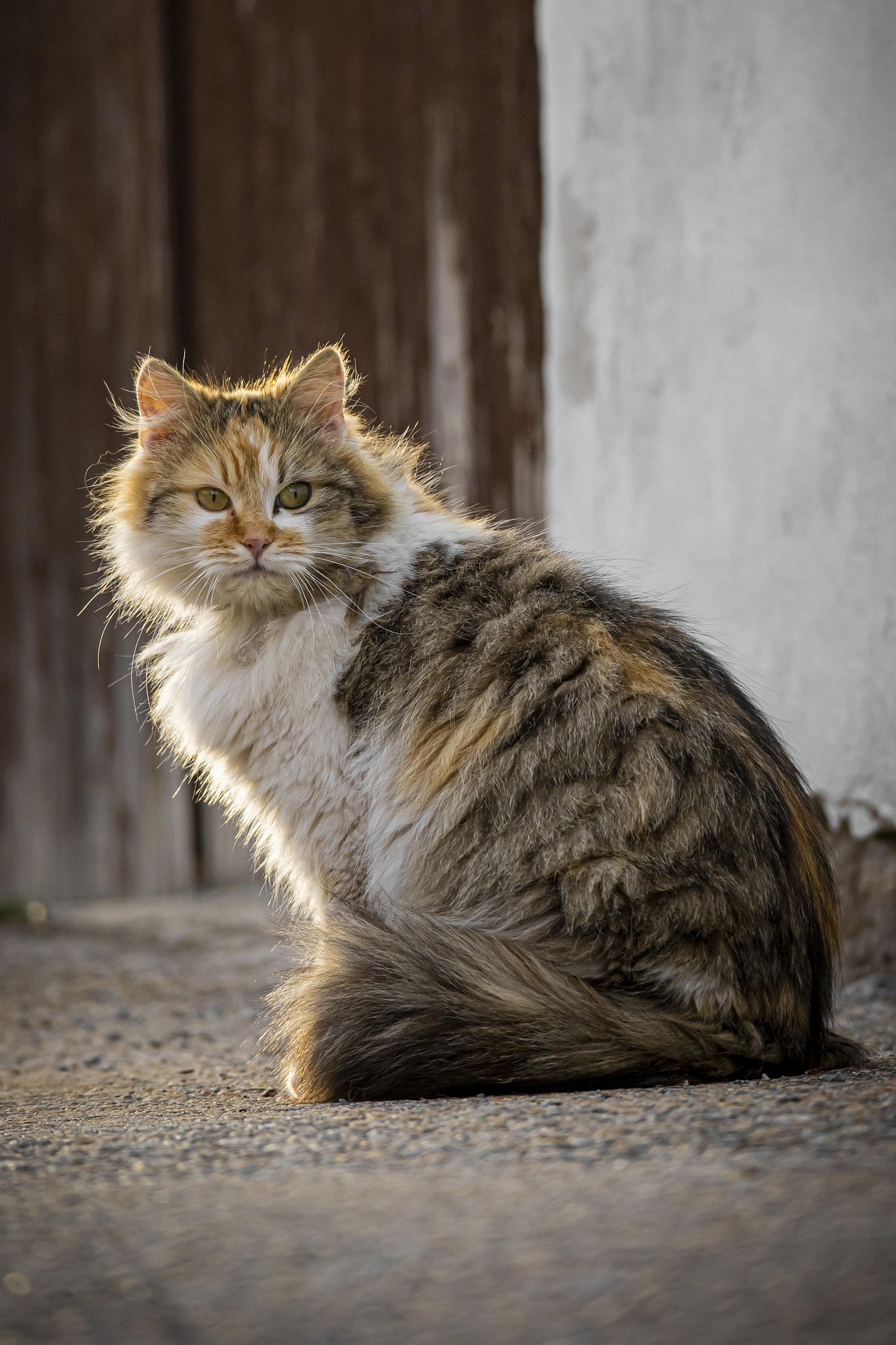 Psy Cat Comportementaliste Félin Nice Monaco Alpes Maritimes Chat Libre