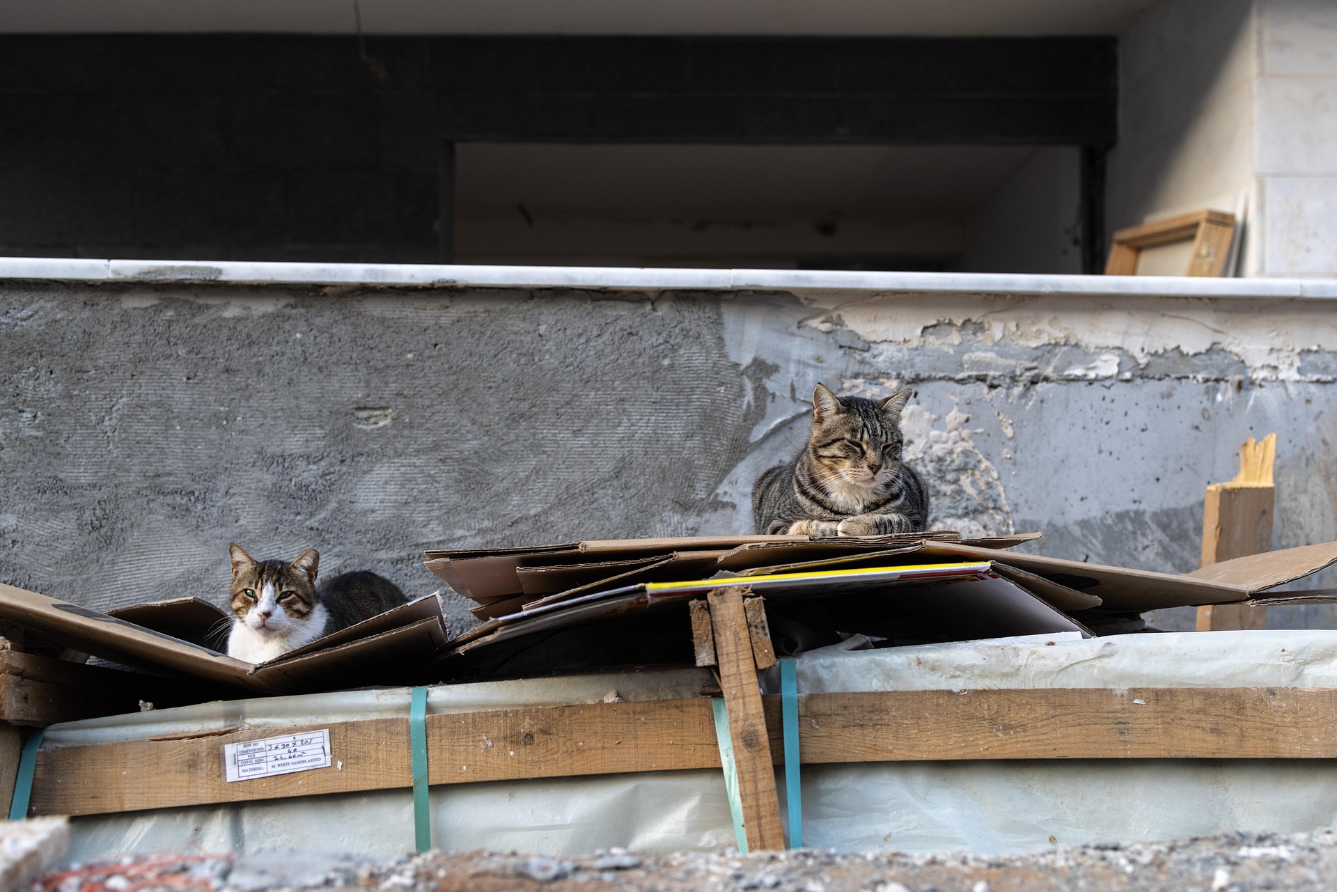 Psy Cat Comportementaliste Félin Nice Monaco Alpes Maritimes chat errant