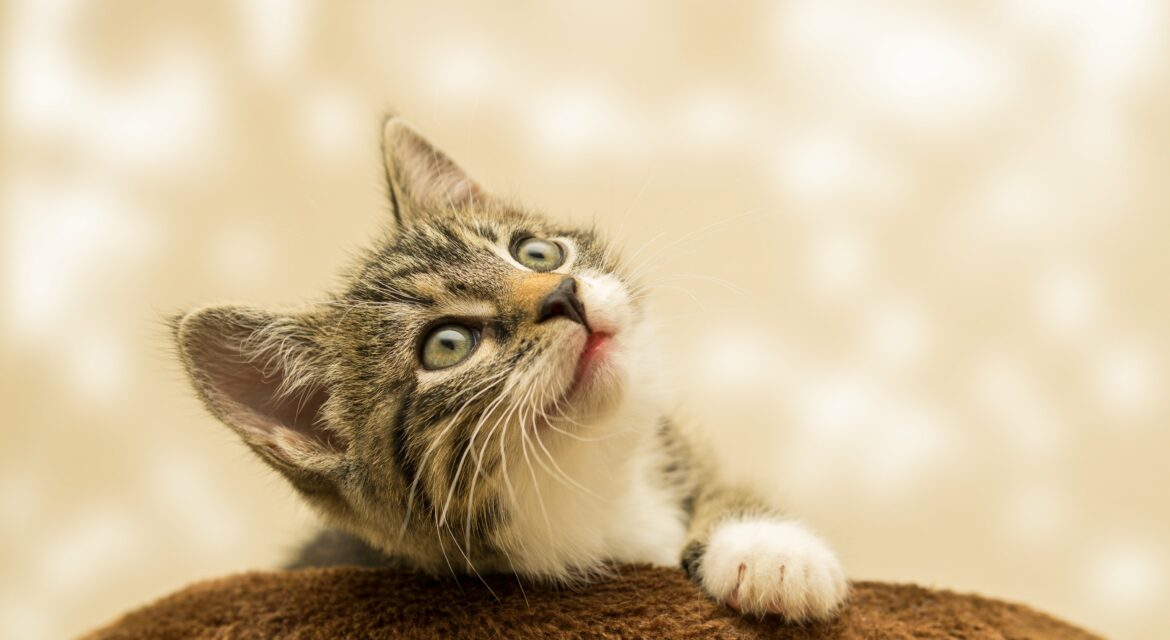 Psy Cat Comportementaliste Félin Chaton Nice Monaco 06