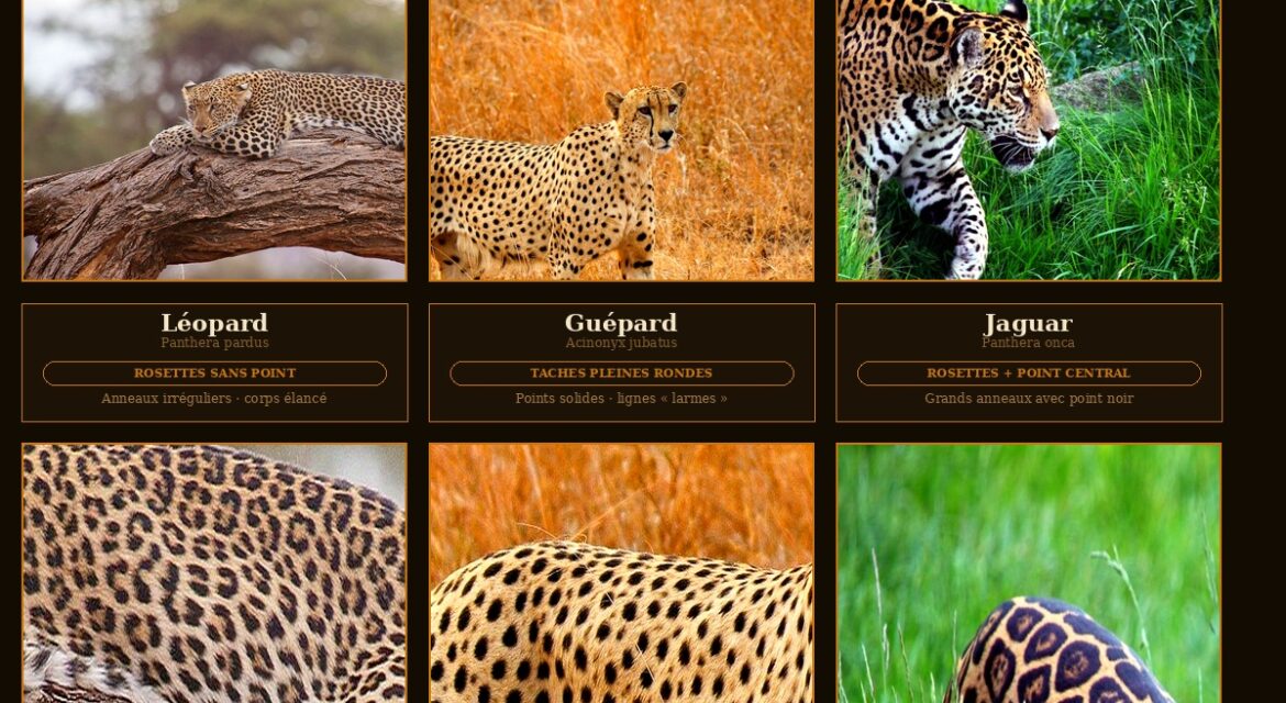 Psy Cat Comportementaliste Félin Nice Monaco