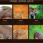 Psy Cat Comportementaliste Félin Nice Monaco