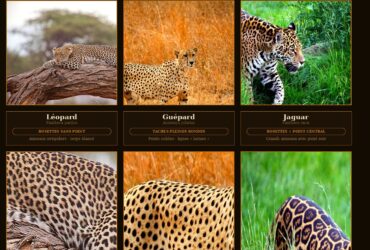 Psy Cat Comportementaliste Félin Nice Monaco