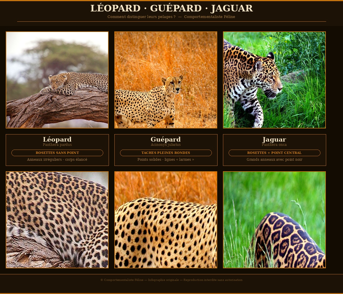 Psy Cat Comportementaliste Félin Nice Monaco