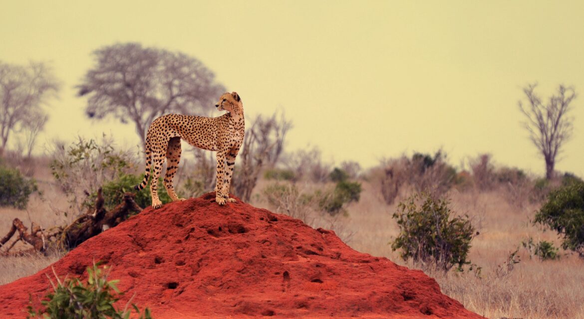 Psy Cat Comportementaliste Félin Nice Monaco Alpes Maritimes Var Guépard 1