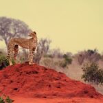 Psy Cat Comportementaliste Félin Nice Monaco Alpes Maritimes Var Guépard 1