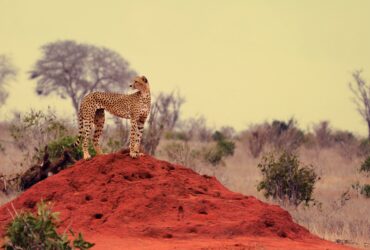 Psy Cat Comportementaliste Félin Nice Monaco Alpes Maritimes Var Guépard 1