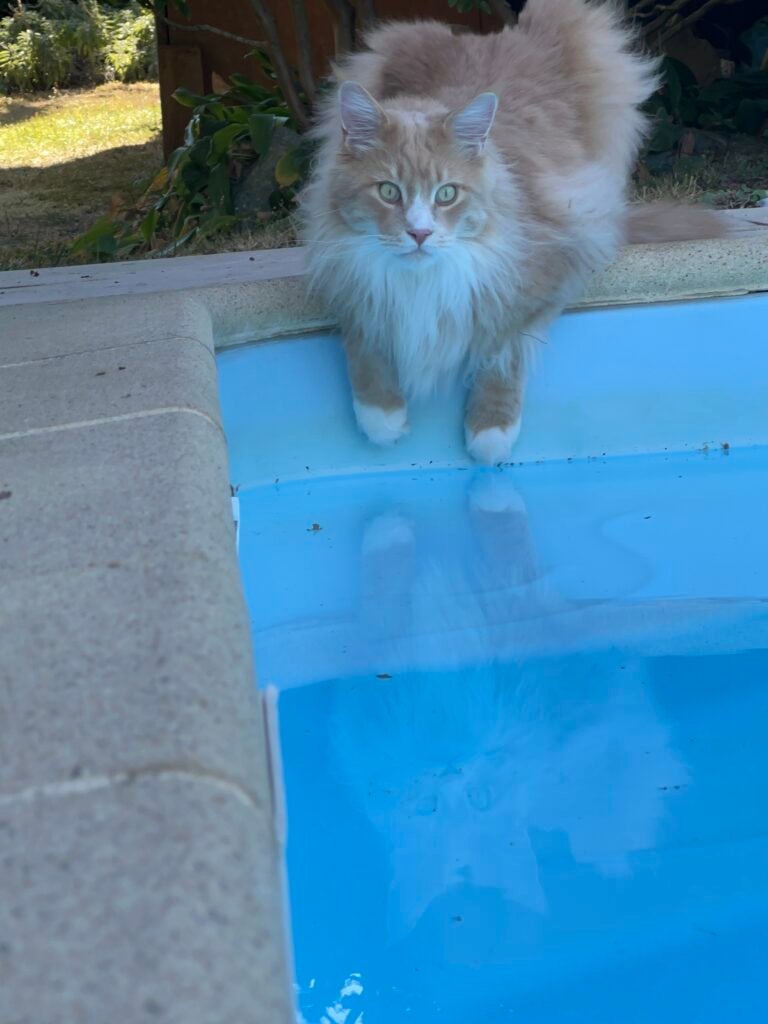  Psy Cat Comportementaliste Félin Nice Monaco Alpes Maritimes 06 Var 83 Phénix piscine