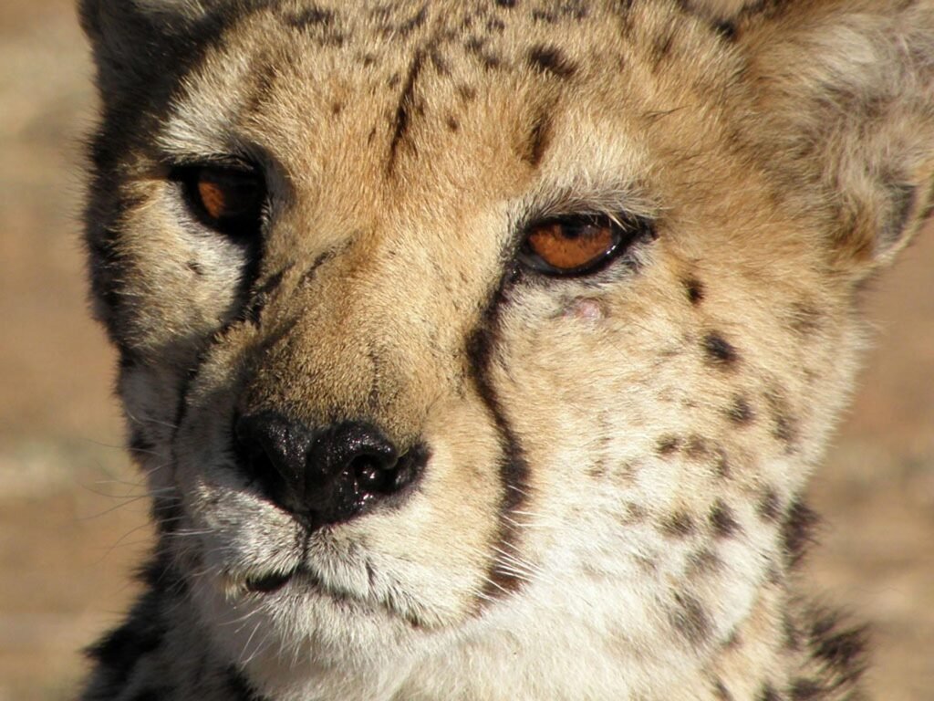 Psy Cat Comportementaliste Félin Nice Monaco Alpes Maritimes 06 Var 83 Guépard tête
