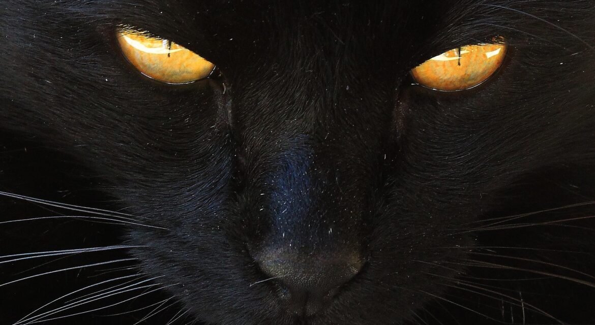 Psy Cat Comportementaliste Félin Nice Monaco Alpes Maritimes 06 Var 83 Chat noirs