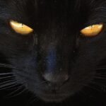 Psy Cat Comportementaliste Félin Nice Monaco Alpes Maritimes 06 Var 83 Chat noirs