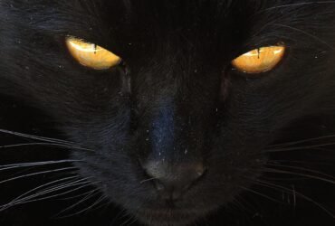 Psy Cat Comportementaliste Félin Nice Monaco Alpes Maritimes 06 Var 83 Chat noirs