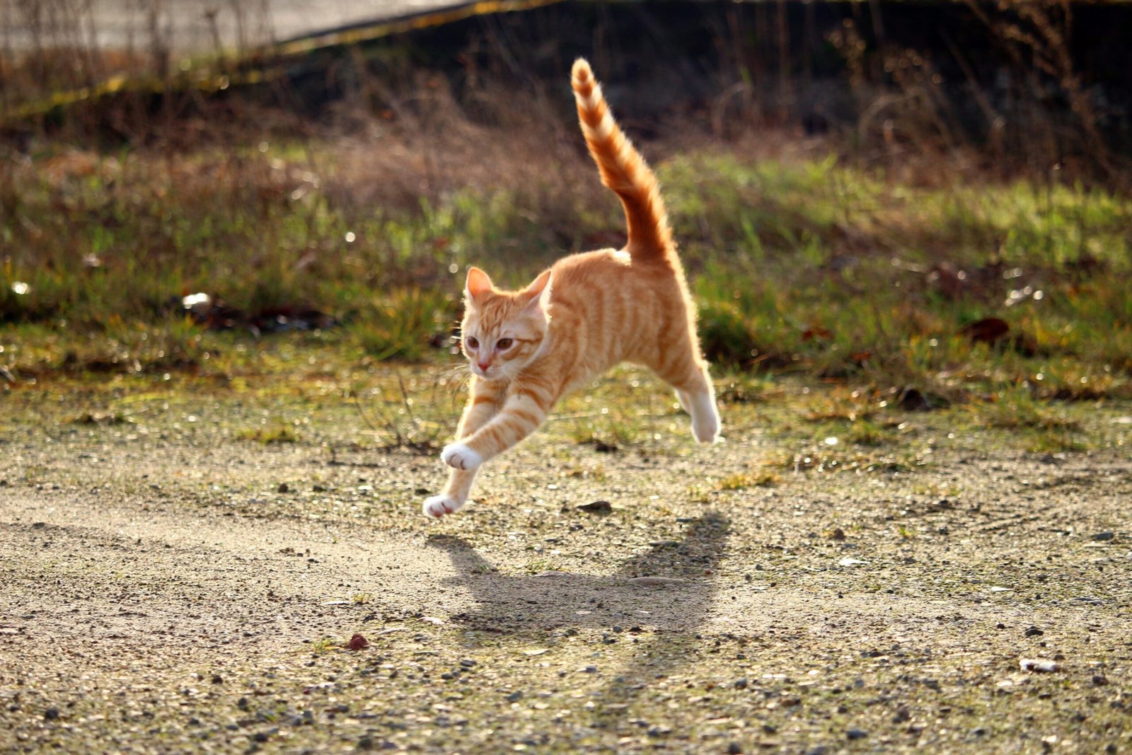 Psy Cat Comportementaliste Félin Nice Monaco Alpes Maritimes Var Activité intempestive
