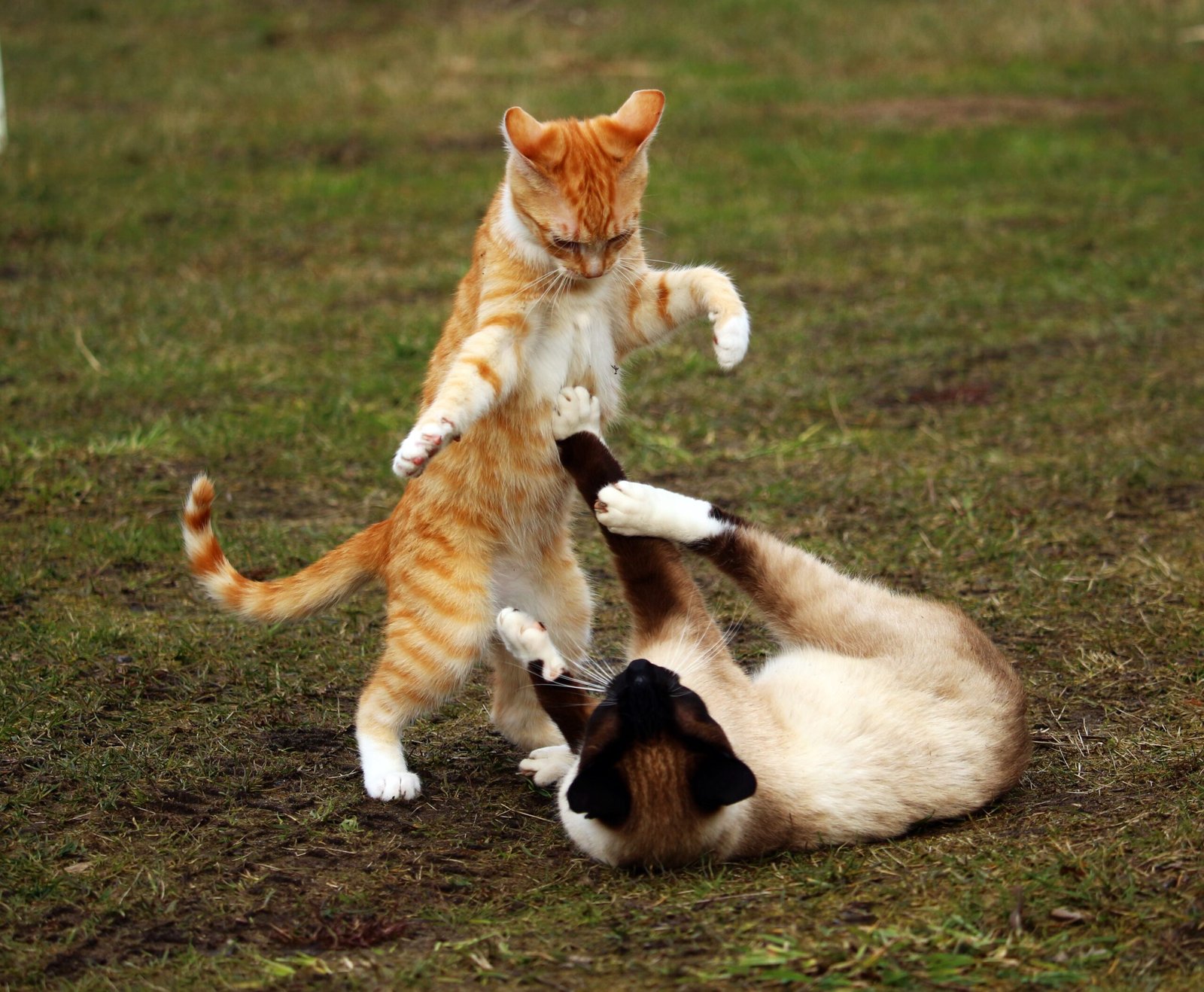 Psy Cat Comportementaliste Félin Nice Monaco Alpes Maritimes 06 Var 83 Jeu de Chatons