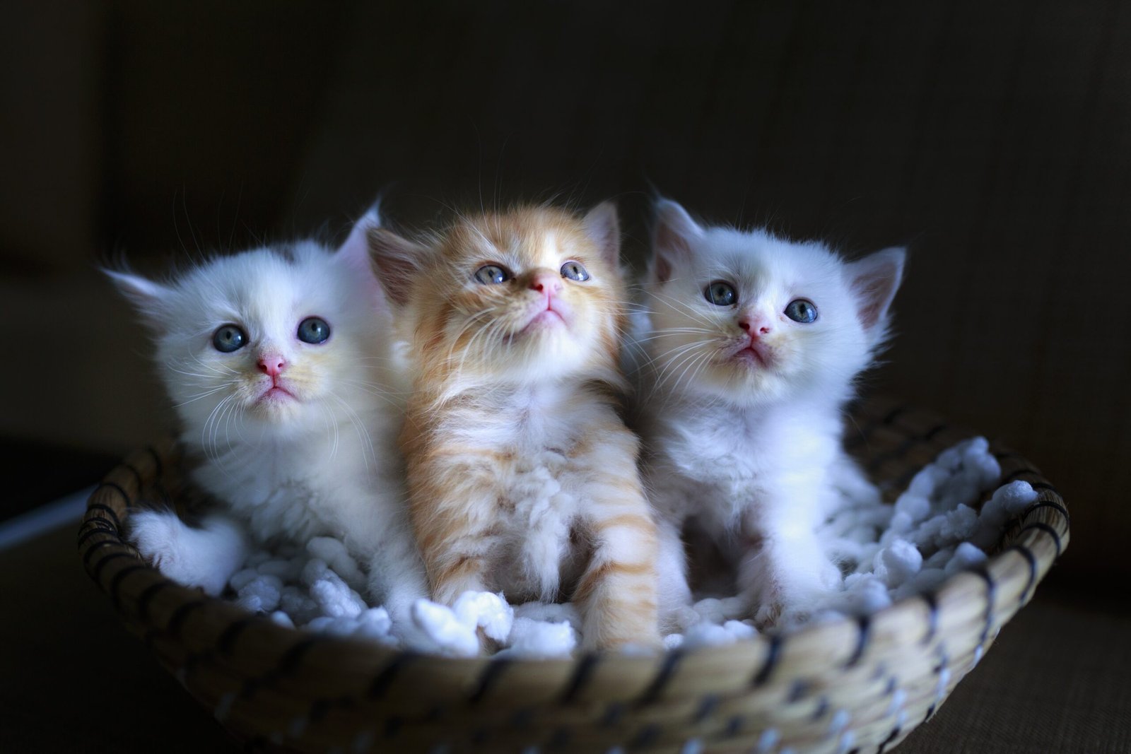 Psy Cat Comportementaliste Félin Nice Monaco Alpes Maritimes 06 Var 83 Trio de chatons panier
