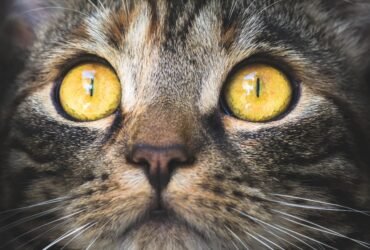 Psy Cat Comportementaliste Félin Nice Monaco Alpes Maritimes 06 Var 83 Euthanasie du chat 1