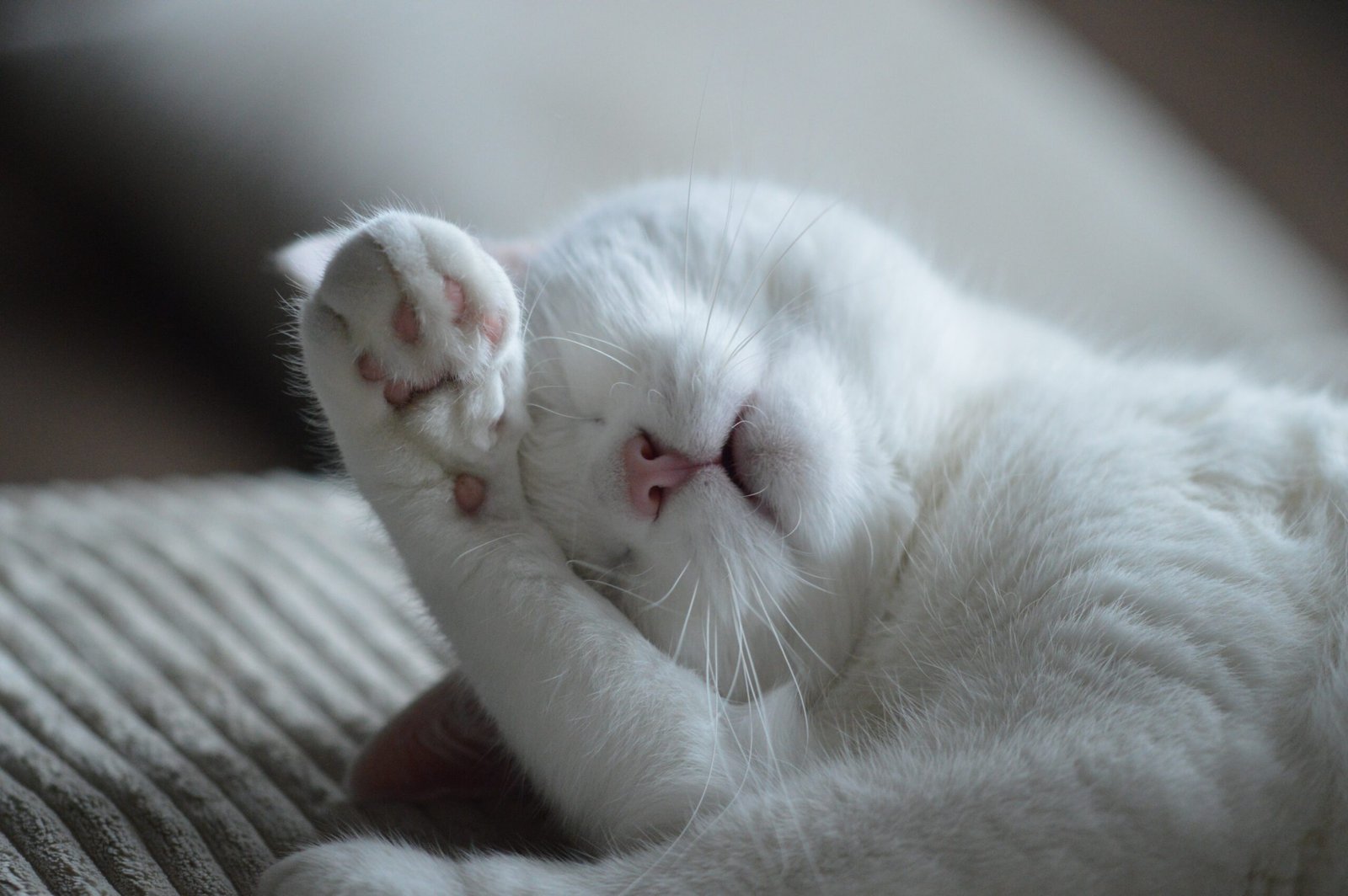 Psy Cat Comportementaliste Félin Nice Monaco Alpes Maritimes 06 Var 83 
