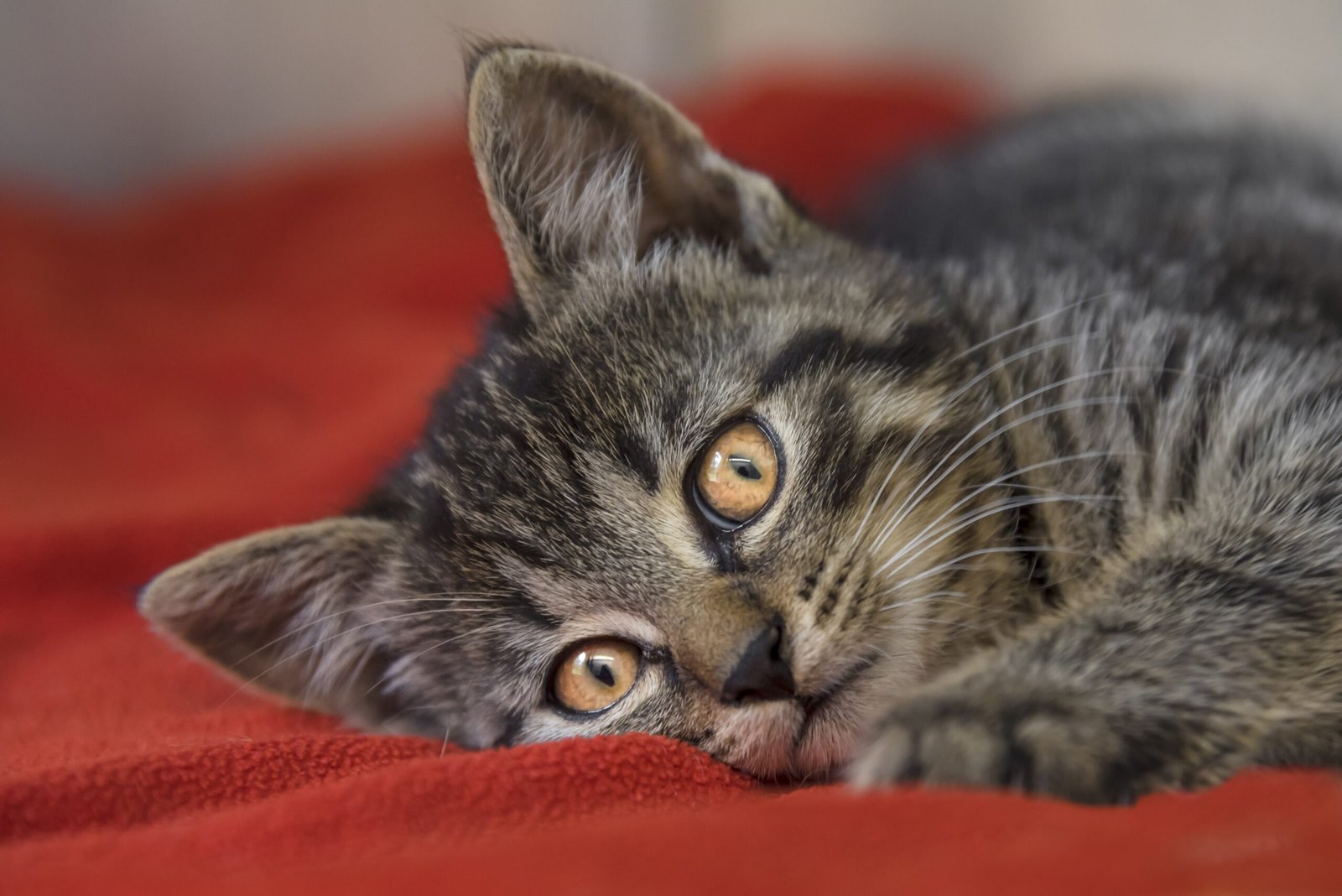 Psy Cat Comportementaliste Félin Nice Monaco Alpes Maritimes 06 Var 83 Changements majeurs et déséquilibres comportementaux