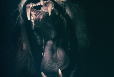 Psy Cat Comportementaliste Félin Nice Monaco Alpes Maritimes 06 Var 83 Rugissement