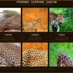 Psy Cat Comportementaliste Félin Nice Monaco Alpes Maritimes 06 Var 83 Léopard, Guépard, Jaguar