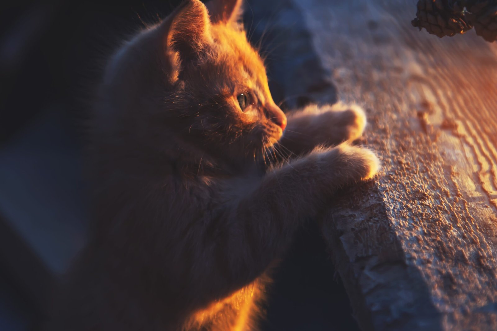 Psy Cat Comportementaliste Félin Nice Monaco Alpes Maritimes 06 Var 83 Chaton sevré trop tôt