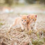 Psy Cat Comportementaliste félin Nice Monaco Alpes Maritimes Var