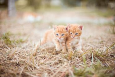 Psy Cat Comportementaliste félin Nice Monaco Alpes Maritimes Var