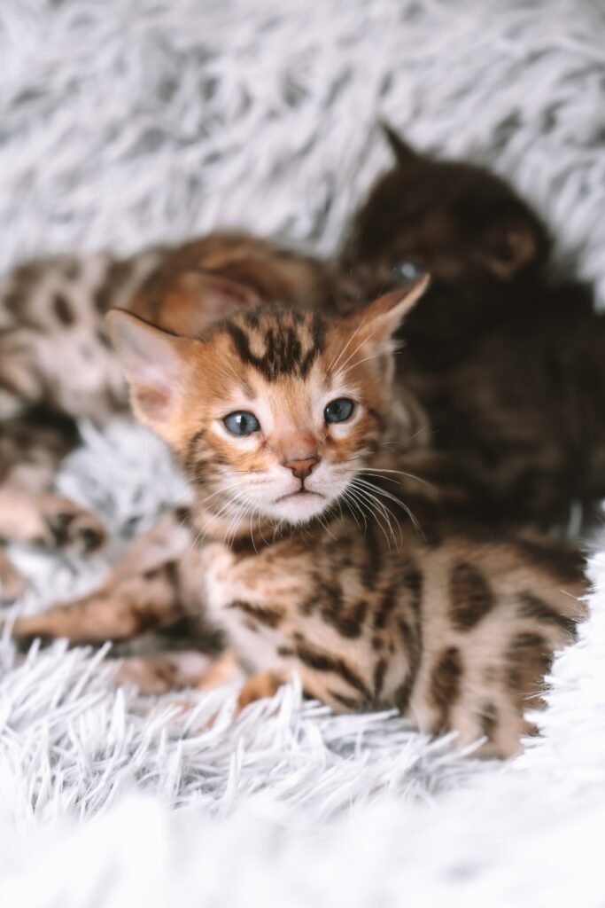  Psy Cat Comportementaliste Félin Nice Monaco Alpes Maritimes 06 Var 83 Bengal euthanasie du chat