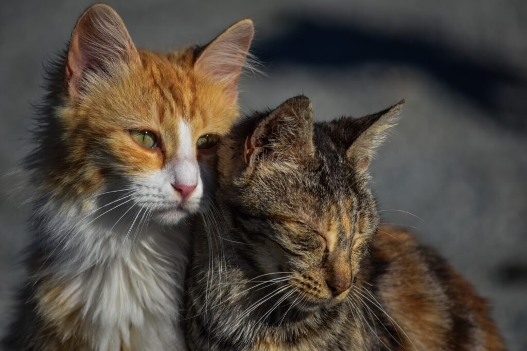  Psy Cat Comportementaliste Félin Nice Monaco Alpes Maritimes 06 Var 83 Territoire du Chat 4