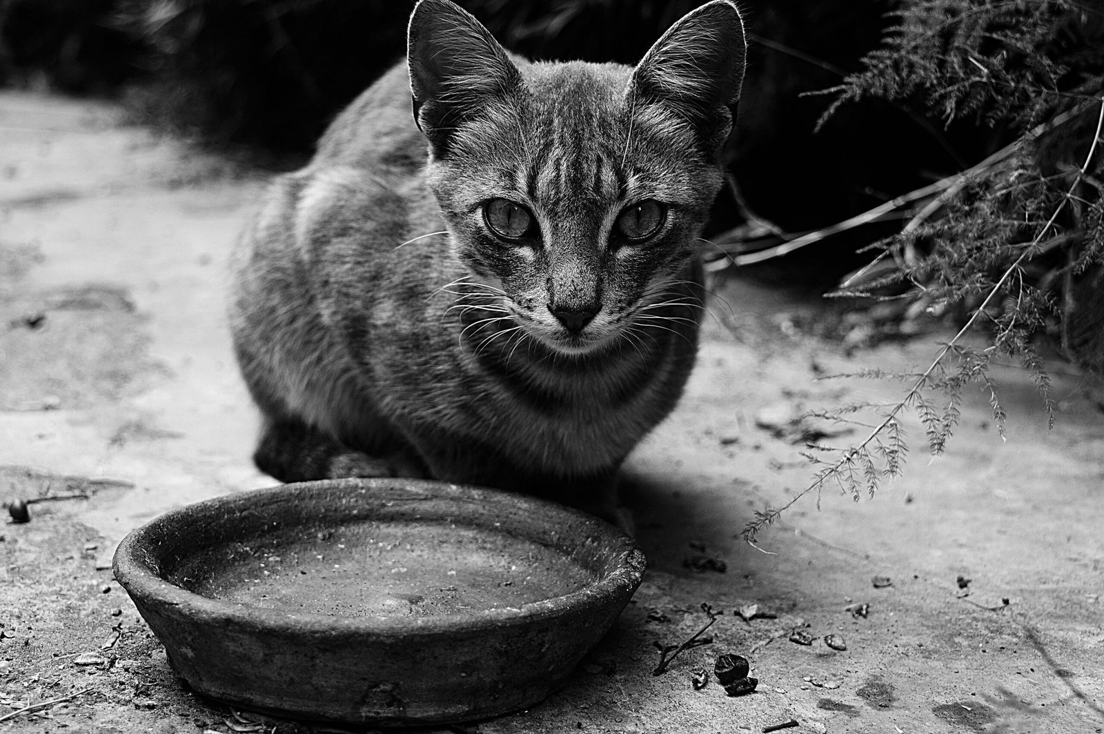 Psy Cat Comportementaliste Félin
Nice Monaco Alpes Maritimes 06 Var 83