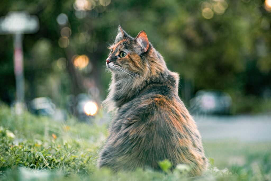  Psy Cat Comportementaliste Félin Nice Monaco Alpes Maritimes 06 Var 83 Territoire du Chat 5
