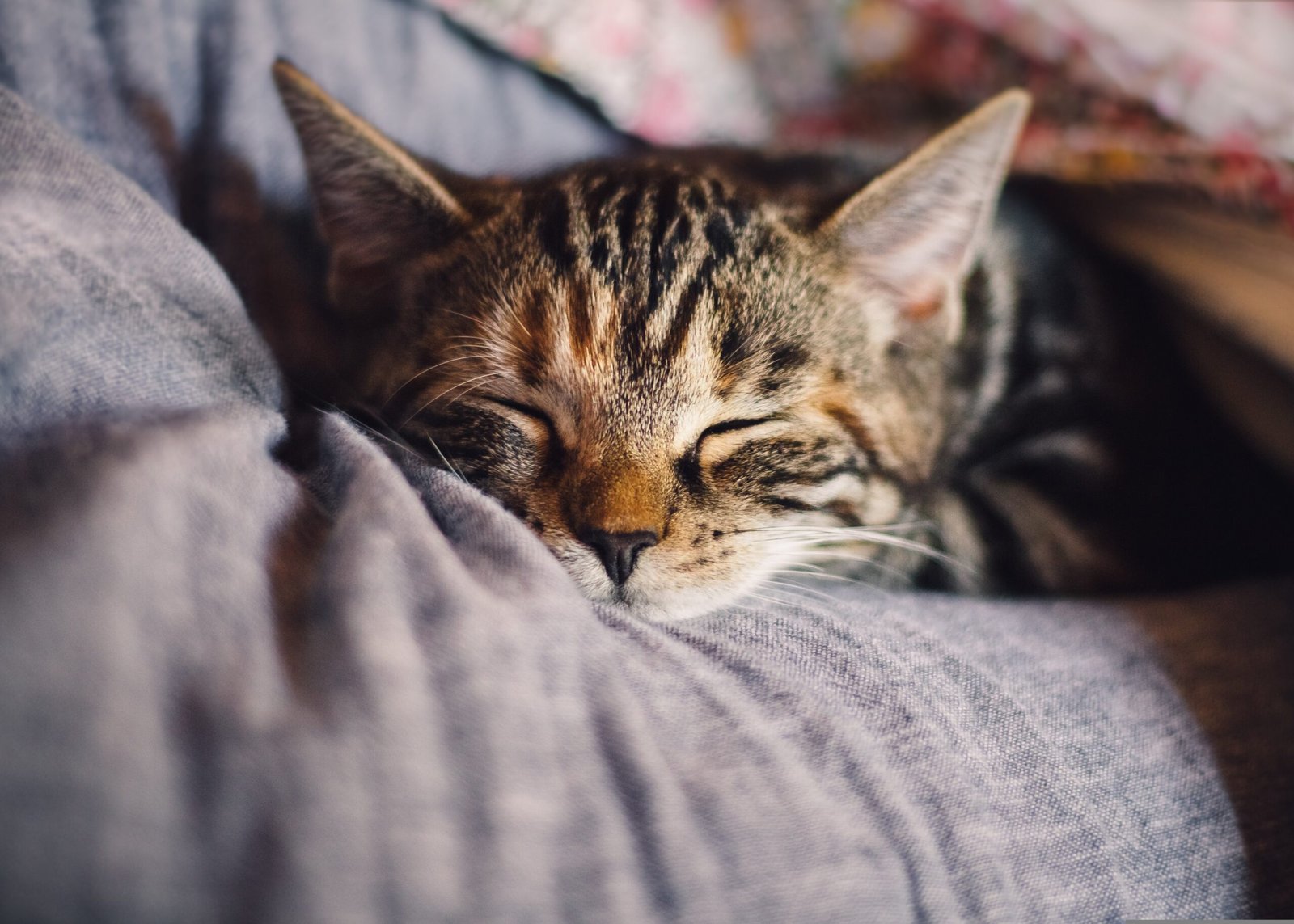 Psy Cat Comportementaliste Félin
Nice Monaco Alpes Maritimes 06 Var 83