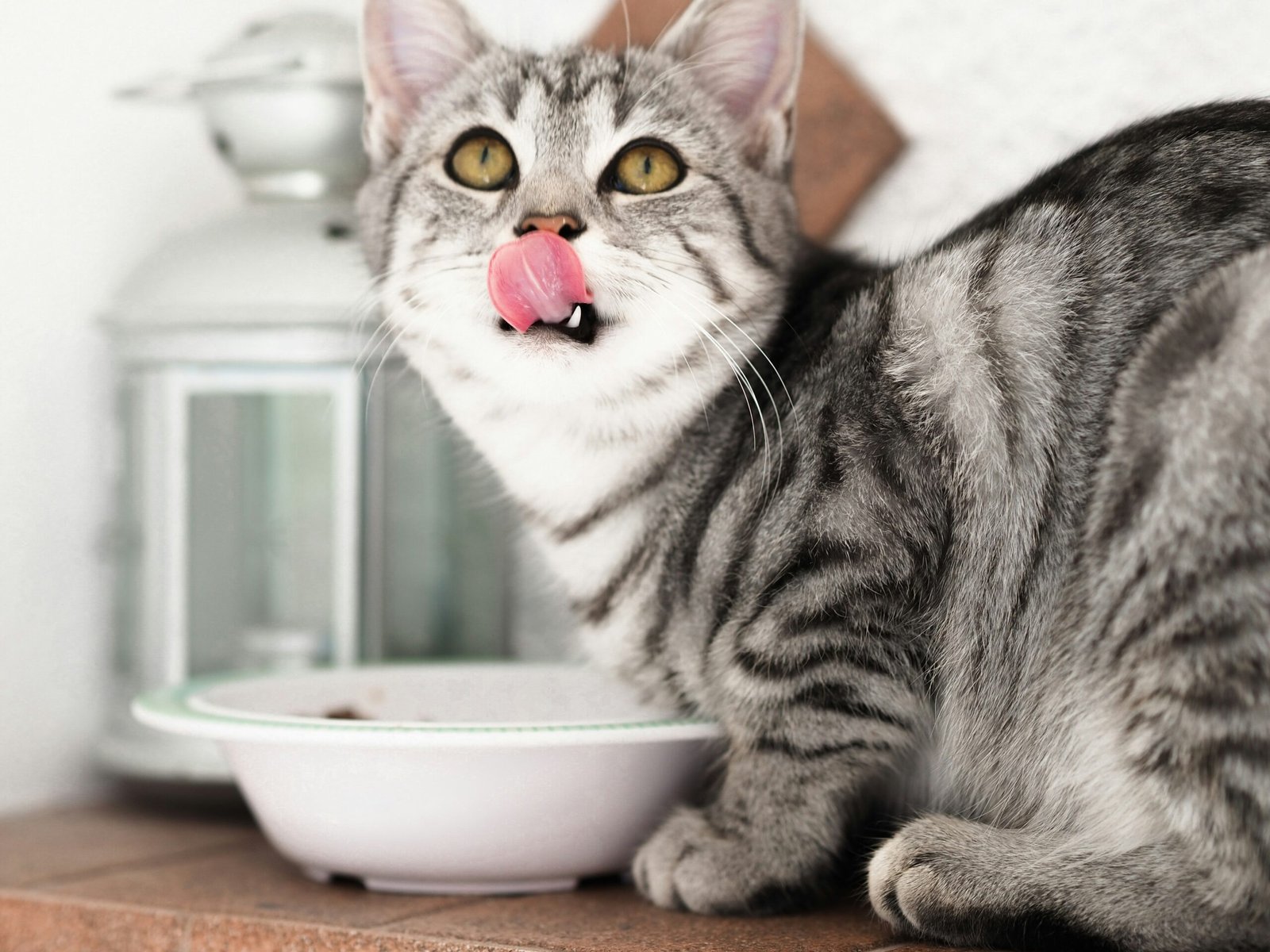 Psy Cat Comportementaliste Félin Nice Monaco Alpes Maritimes 06 Var 83 Bilan Nutrition Alimentation Actuelle