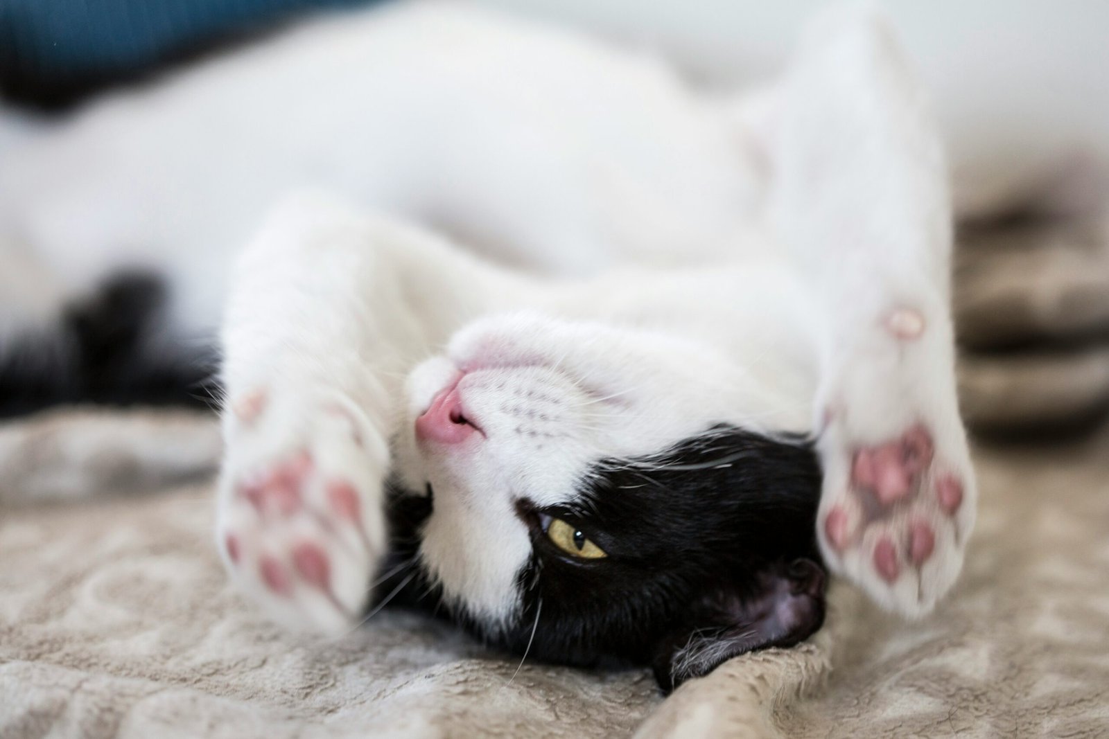 Psy Cat Comportementaliste Félin Nice Monaco Alpes Maritimes 06 Var 83 Suivi et ajustements