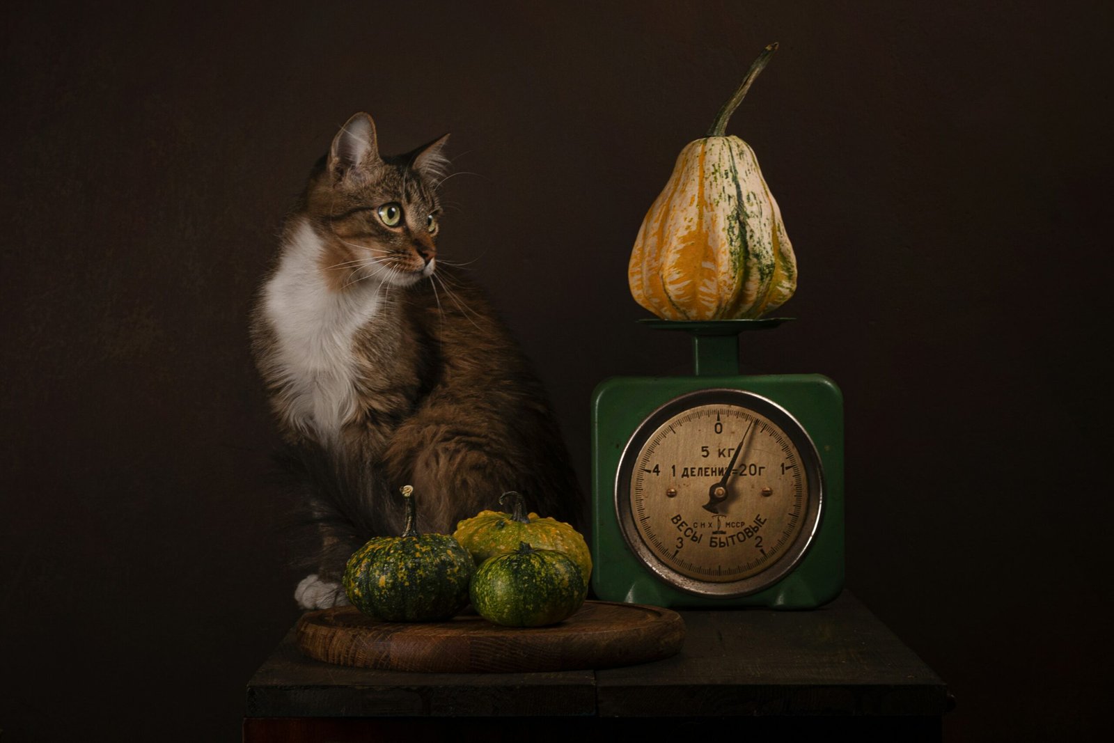 Psy Cat Comportementaliste Félin Nice Monaco Alpes Maritimes 06 Var 83 Bilan Nutrition Calcul du Besoin Energétique