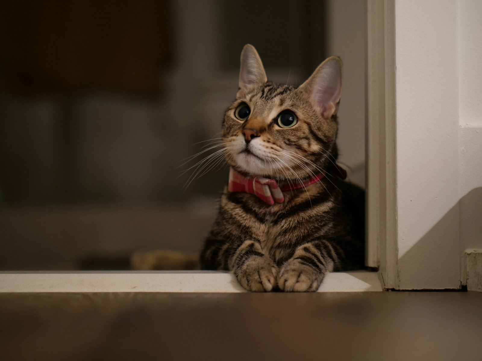 Psy Cat Comportementaliste Félin Nice Monaco Alpes Maritimes 06 Var 83 Anamnèse non médicale